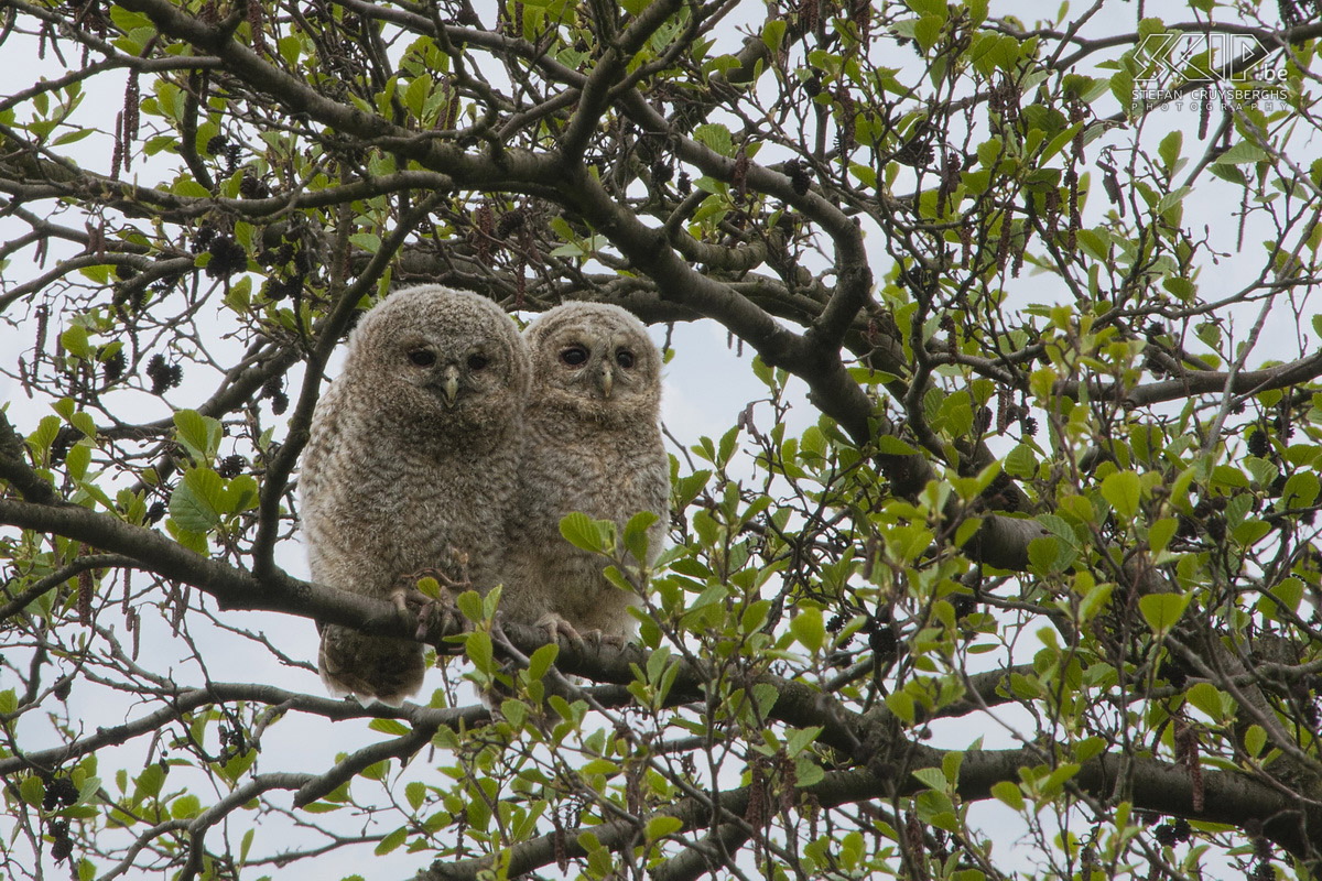 Young wild animals - Juvenile tawny owls This spring I spent a lot of time in nature and I had some unique opportunities to photograph some young animals and birds. These are my best photos of a wild boar piglet, young tawny owls, a juvenile woodpecker and a cute red fox cub. All photos except the ones of the wild boars are made in their natural habitat in my home region.  Stefan Cruysberghs